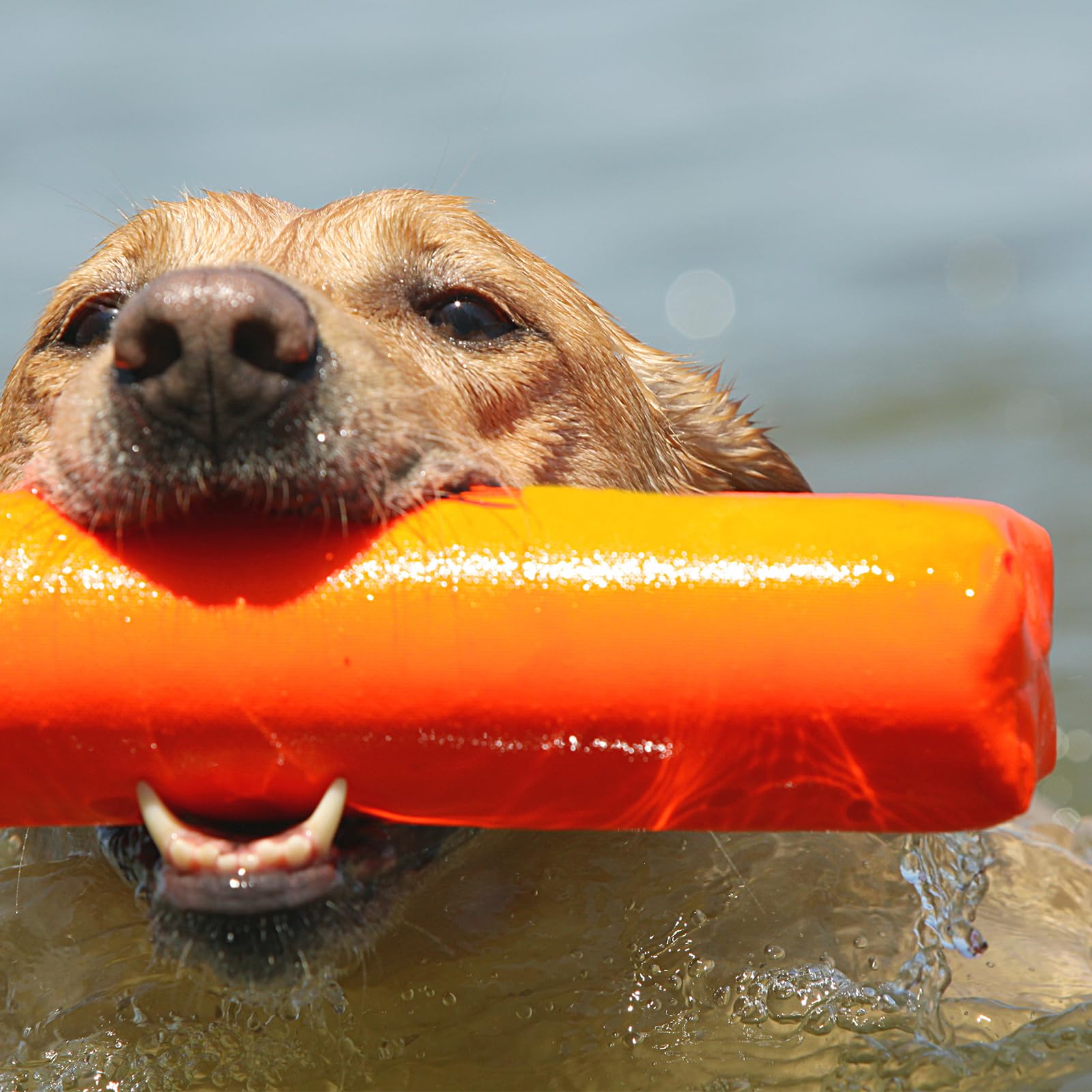 Avery bumper in puppy training, orange 2in, supports early retrieval skills.