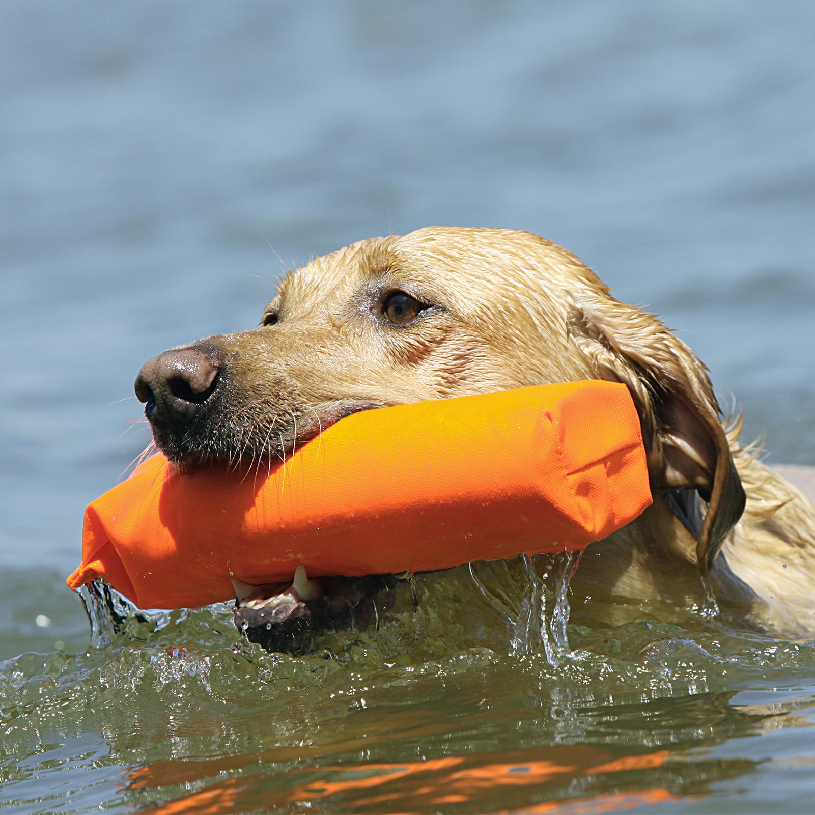 Avery bumper in retrieval drill, orange 2in, versatile for seasoned retrievers.