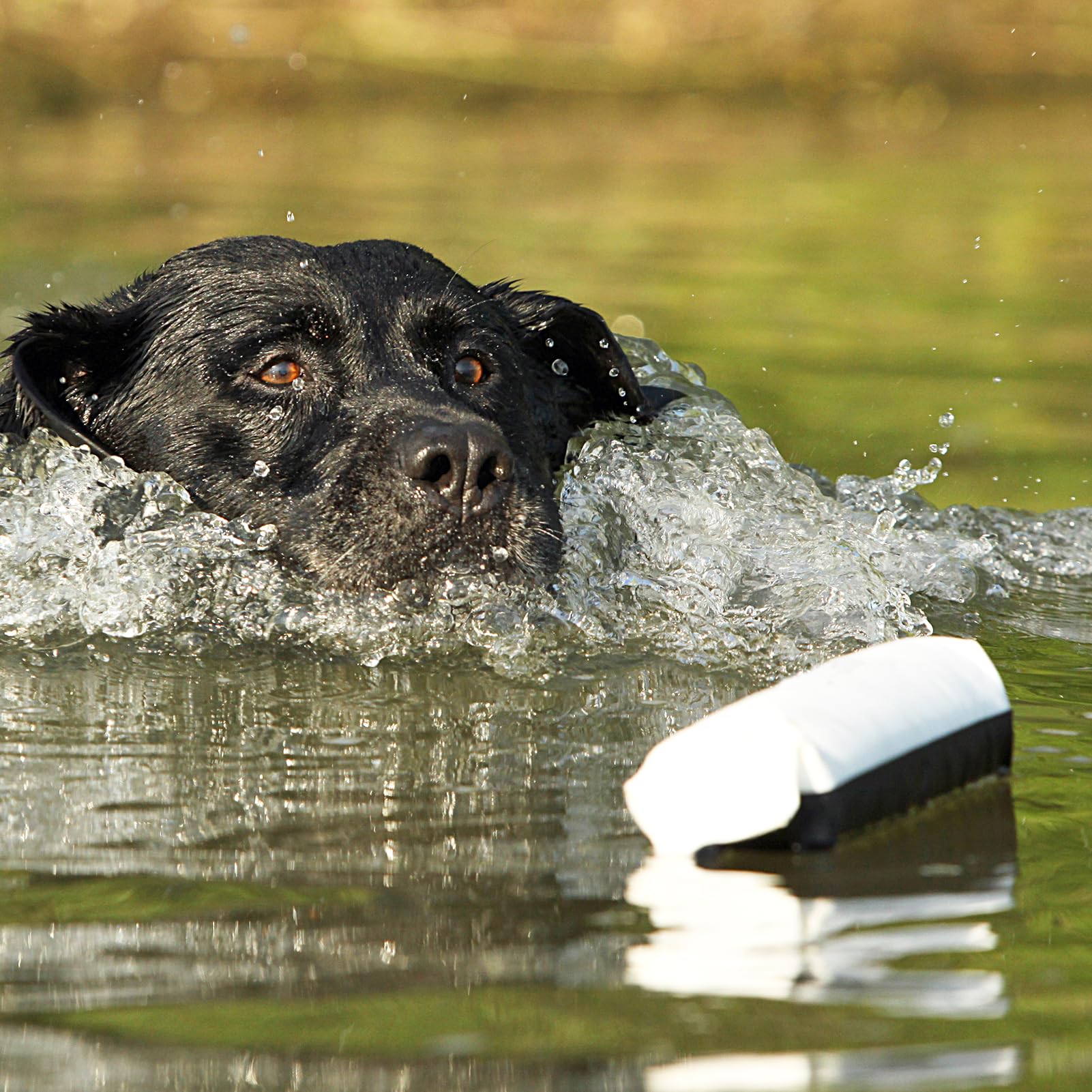 Avery Training Bumper supports seasoned retrievers during challenging drills.