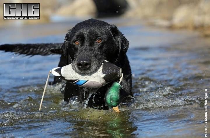 Avery EZ-Bird Mallard floating dummy; ideal for water retrieves and splashy practice.
