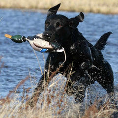 Avery EZ-Bird Mallard with VGrip design; secure grip for confident retrieves.