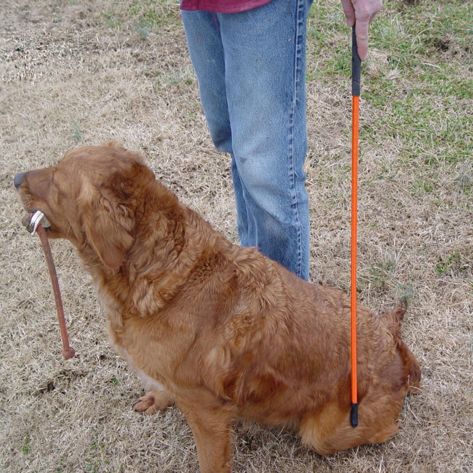 Avery trainer's stick showcased for field training use with dogs.