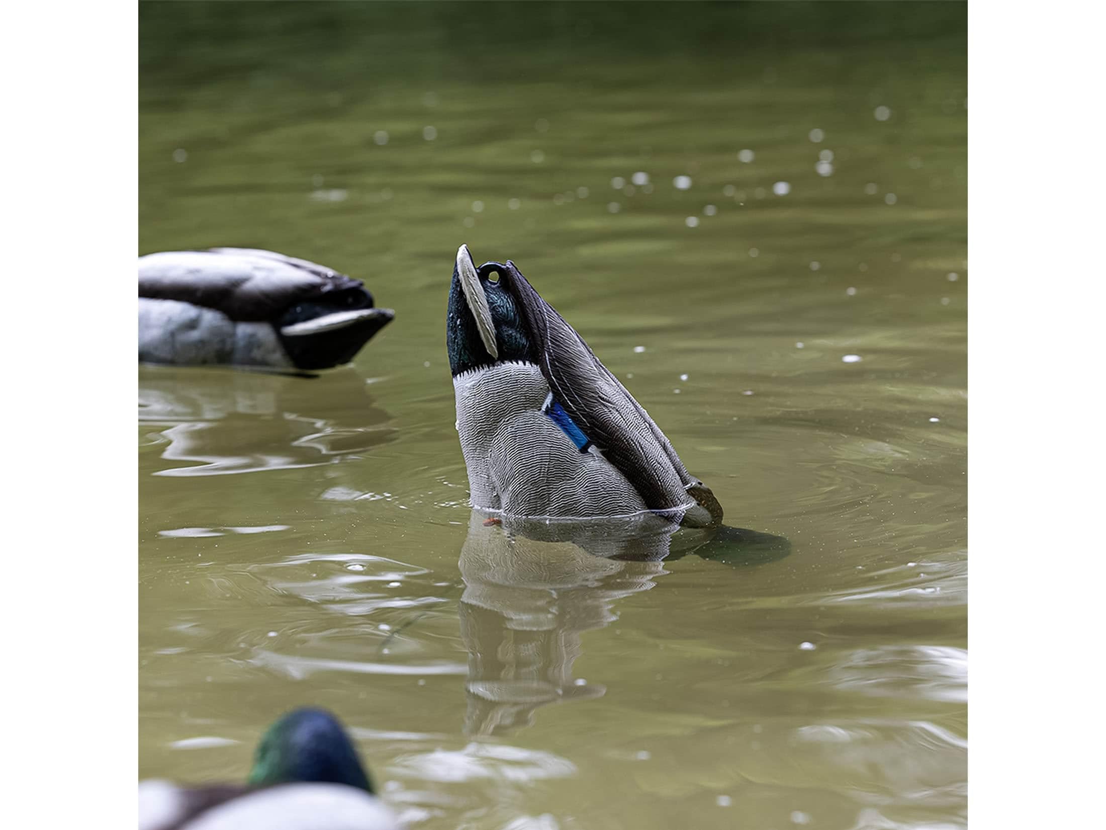 Avian-X 6V lithium power pack in waterproof case for durability