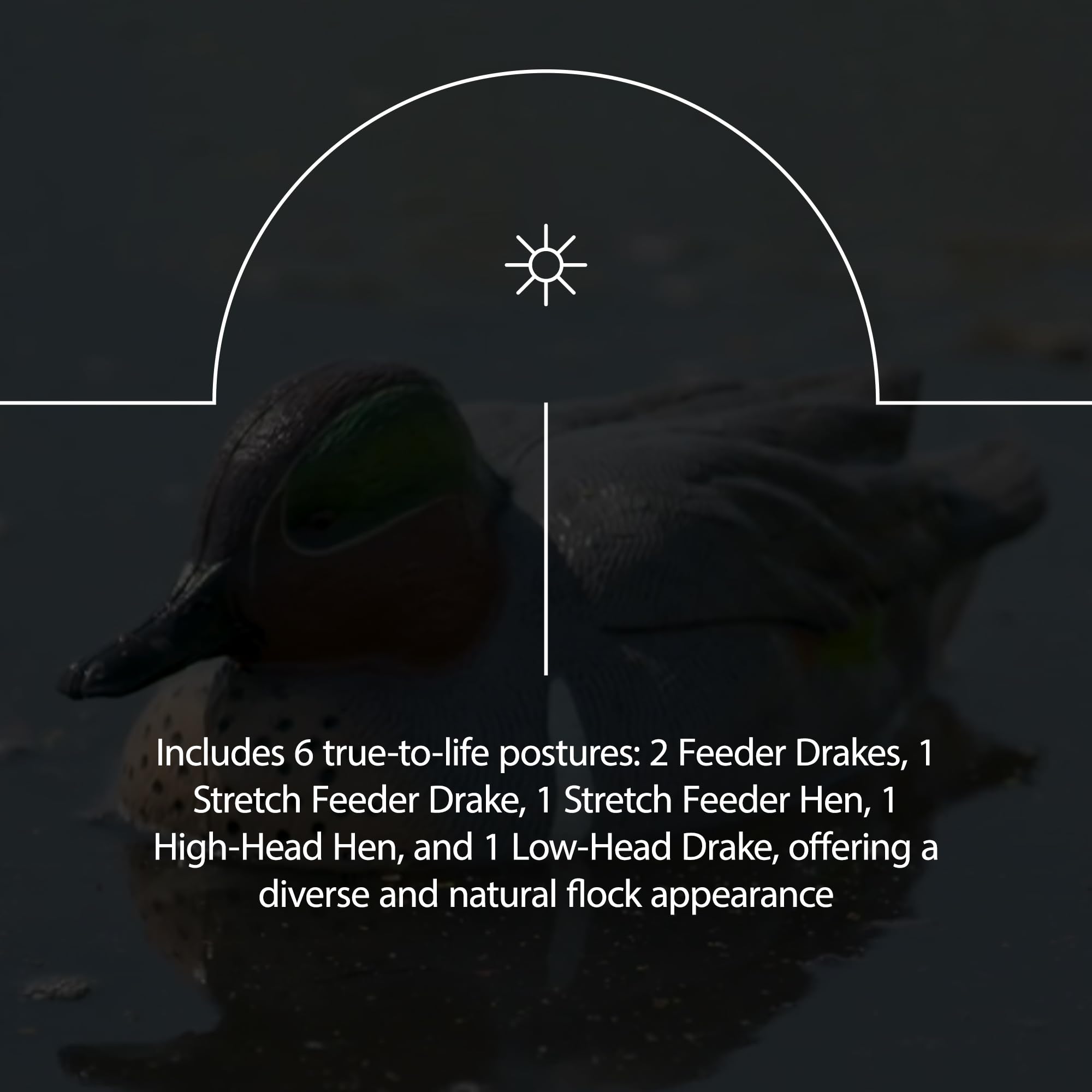 Avian-X AXP feeder drake decoy in natural feeding pose.