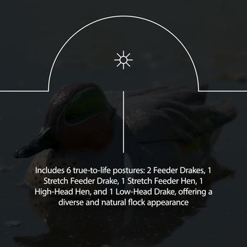 Avian-X AXP feeder drake decoy in natural feeding pose.