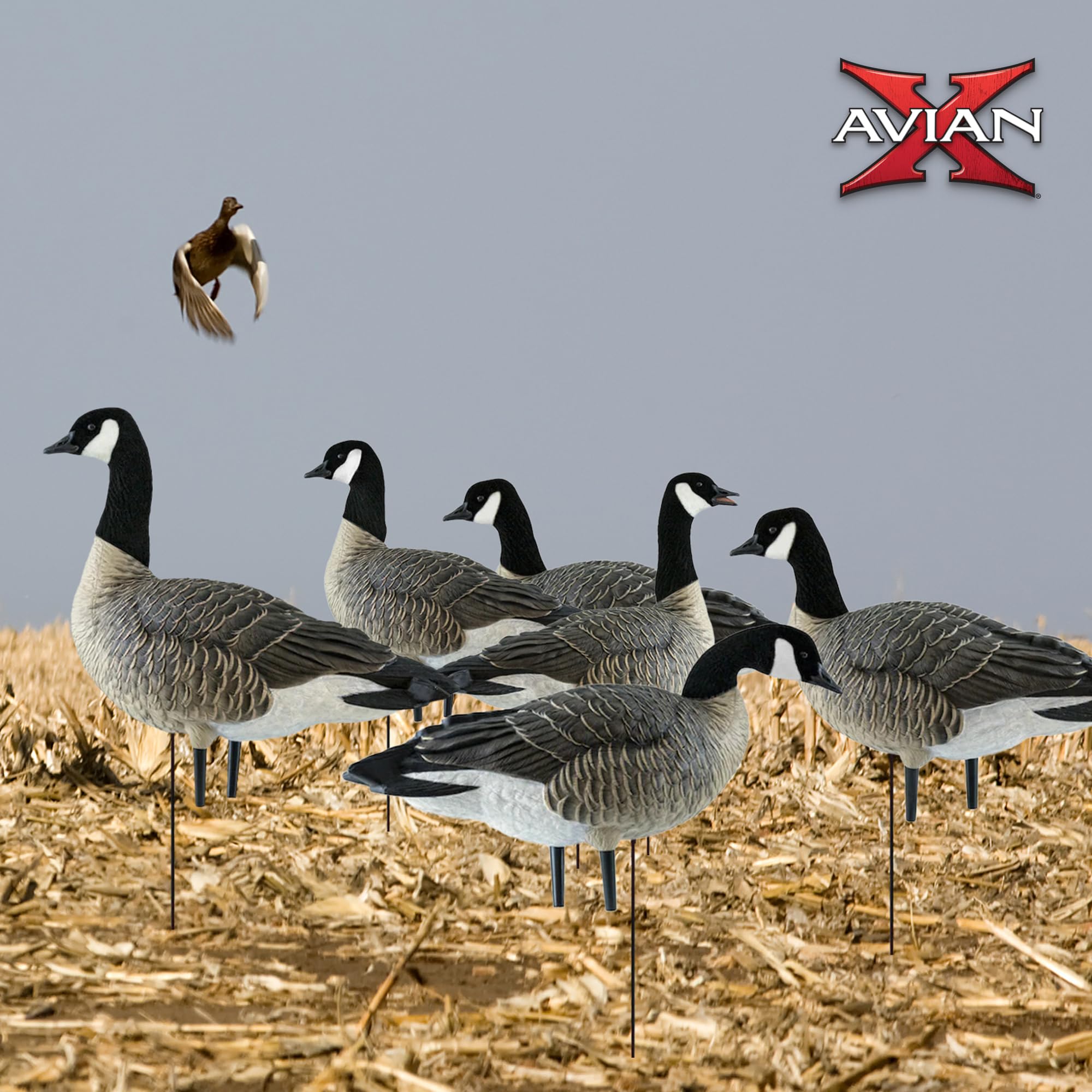 Avian-X AXP Honkers caller decoy mimicking calling action for attraction