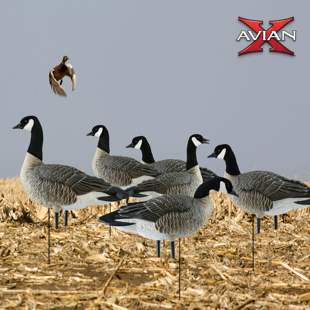Avian-X AXP Honkers caller decoy mimicking calling action for attraction