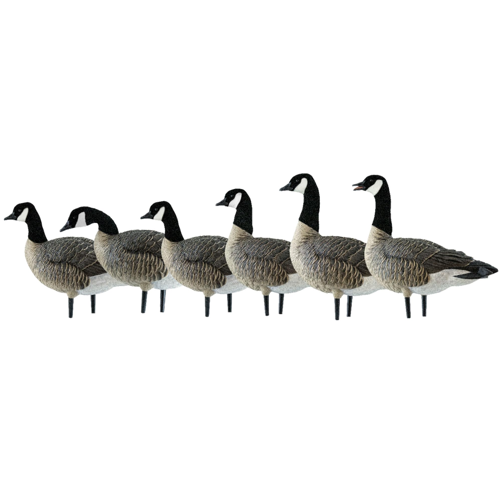 Avian-X AXP Honkers Fusion Pack display with lesser Canada goose decoys in a realistic field setup