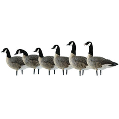 Avian-X AXP Honkers Fusion Pack display with lesser Canada goose decoys in a realistic field setup