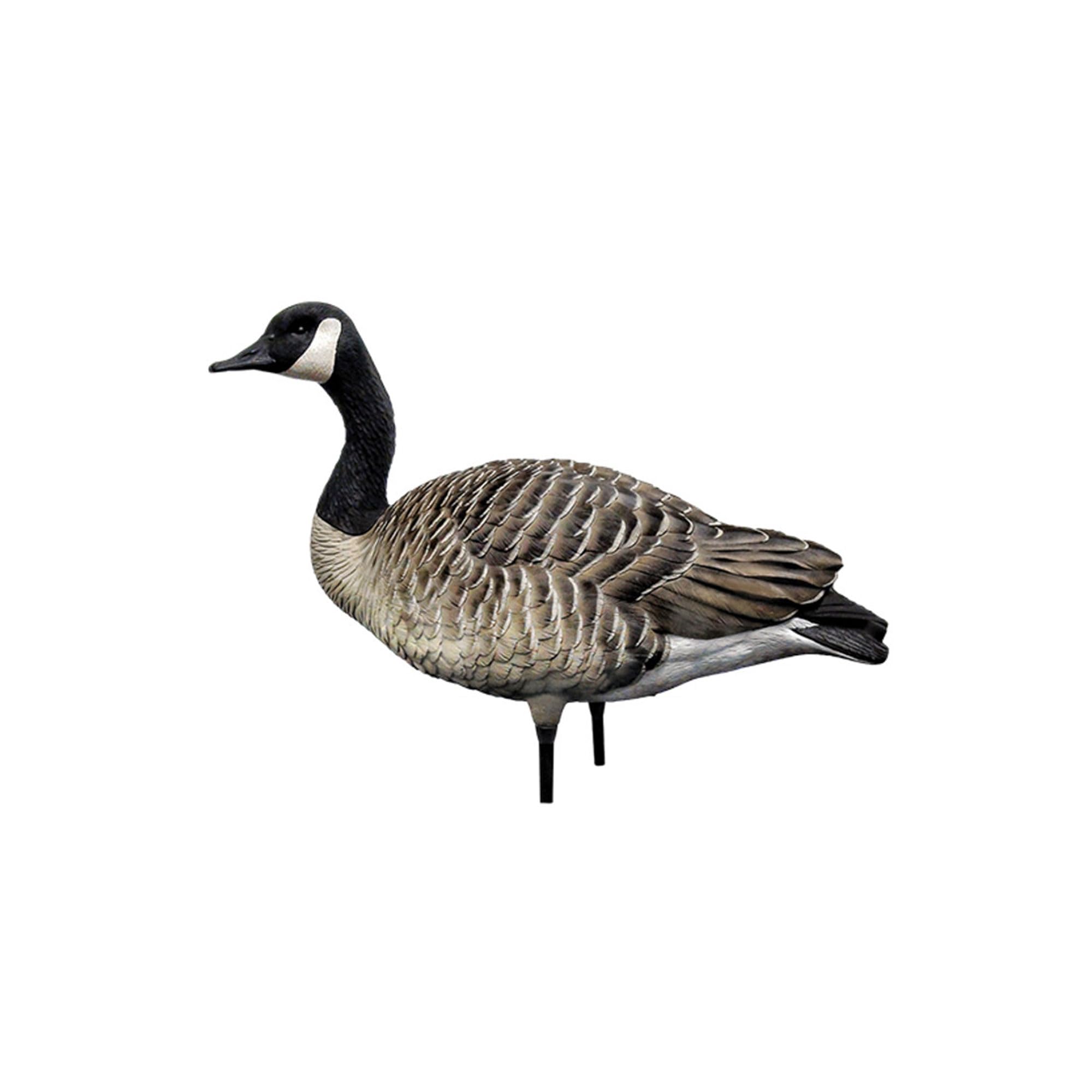 Avian-X AXP Honkers Fusion Pack relaxed female decoy offers authentic pose variation