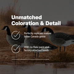 Avian-X AXP Honkers searcher decoy positioned for scouting realism