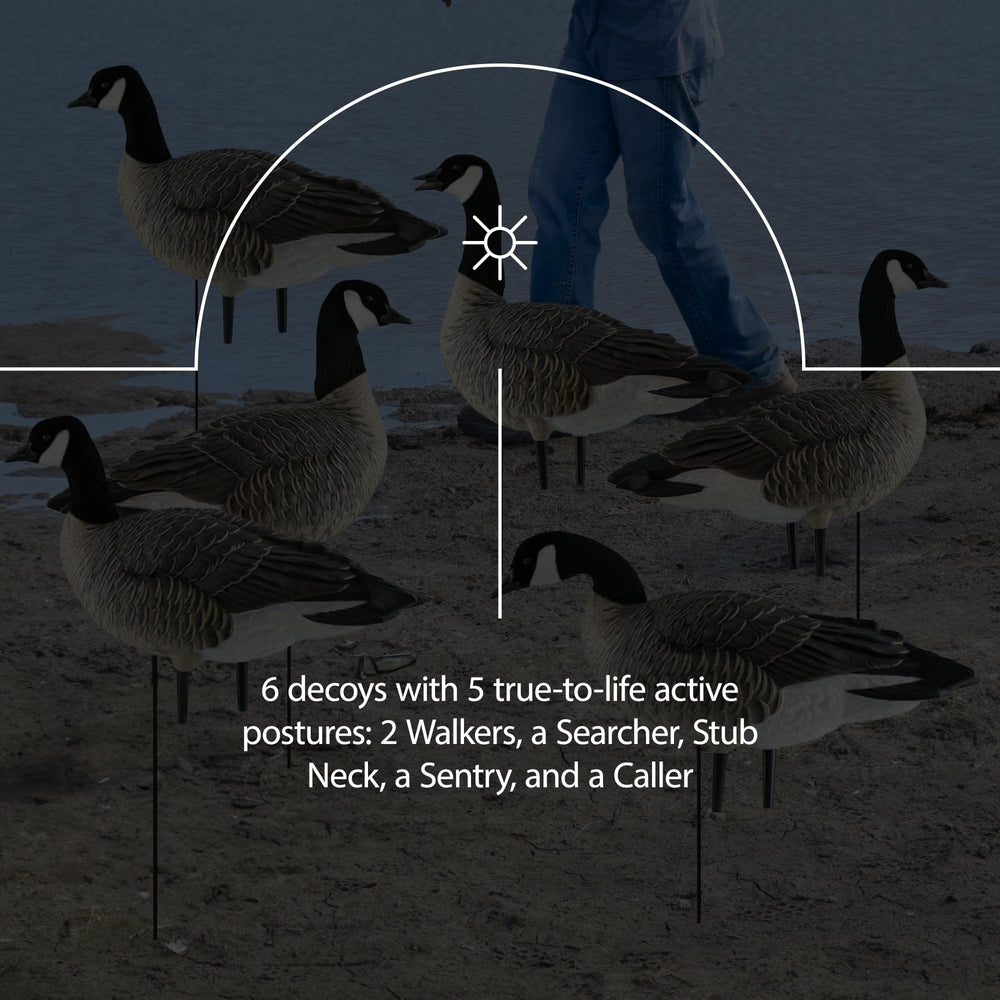 Avian-X AXP Honkers stub-neck decoy providing varied silhouette