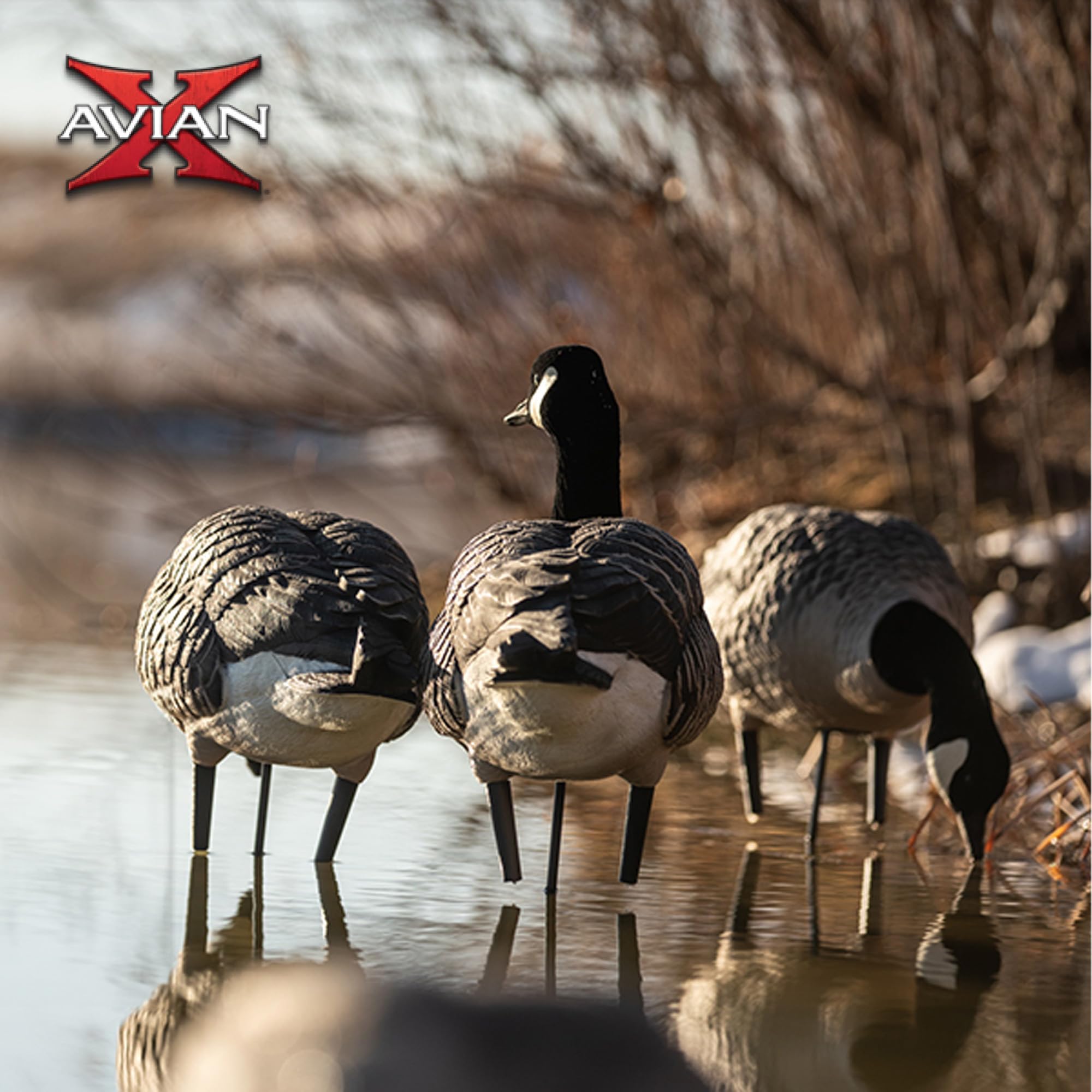 Avian-X AXP Honkers Fusion Pack walking feeder decoy simulates natural marching posture