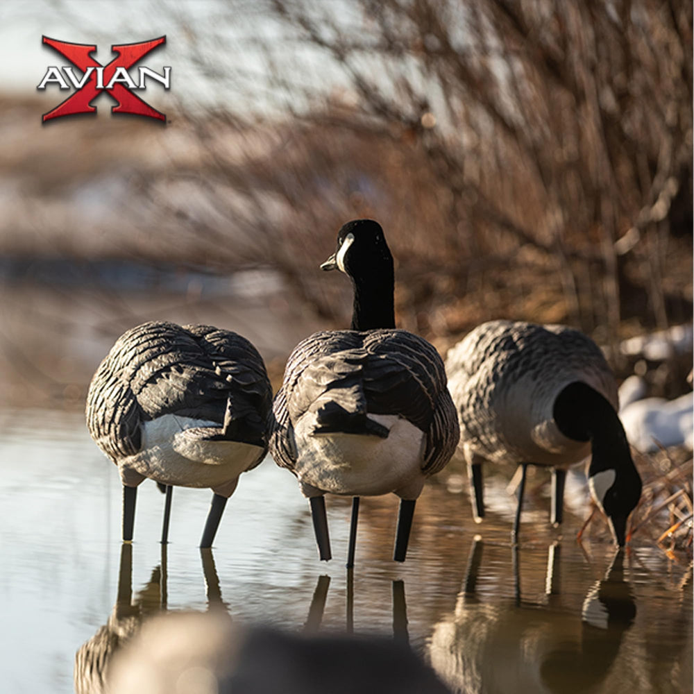 Avian-X AXP Honkers Fusion Pack walking feeder decoy simulates natural marching posture