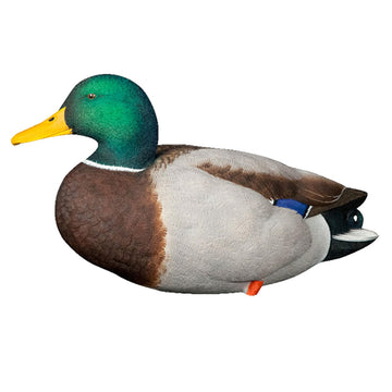 Avian-X AXP low-head drake adds depth to the spread.