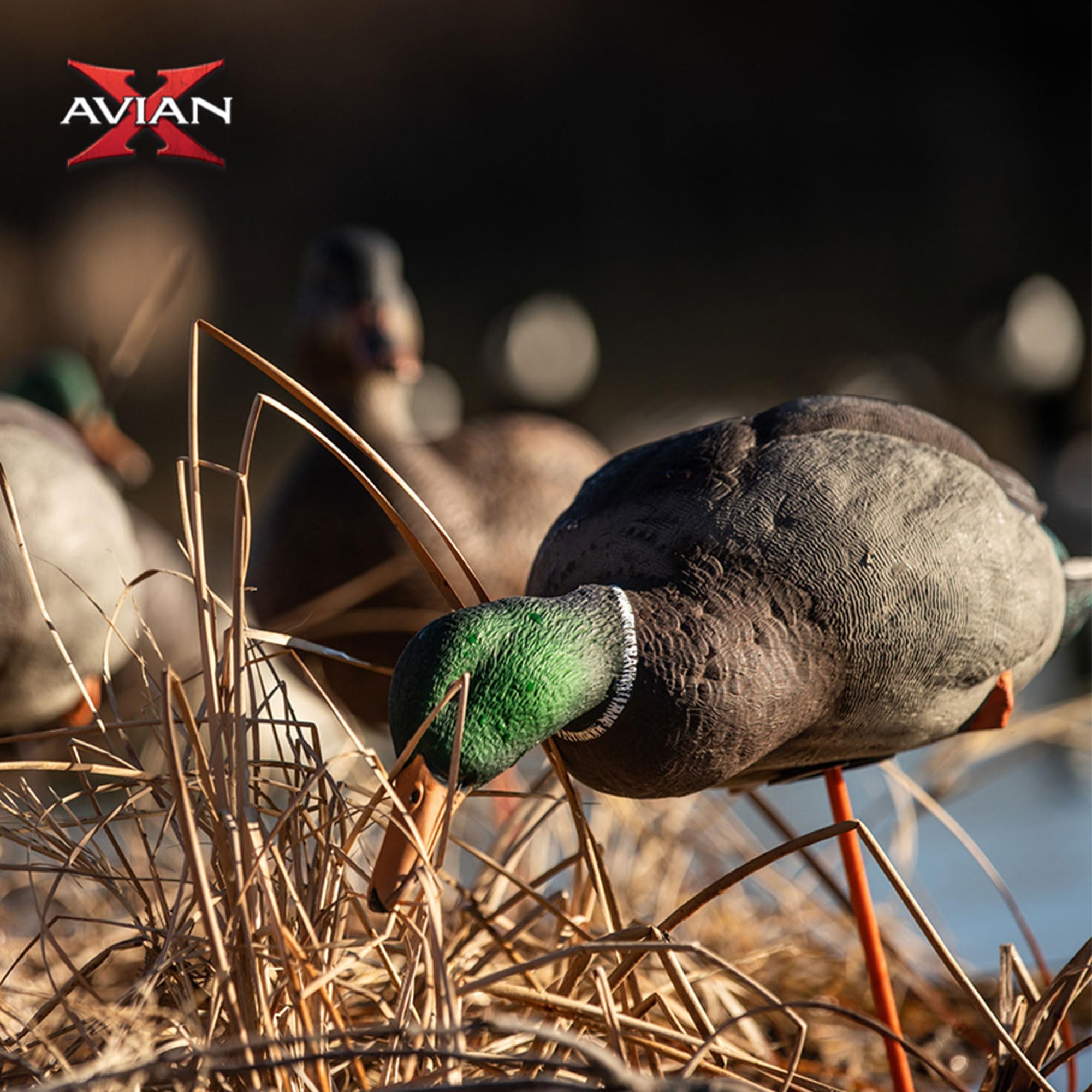 Avian-X AXP stretch feeder hen displays flexible flock stance.