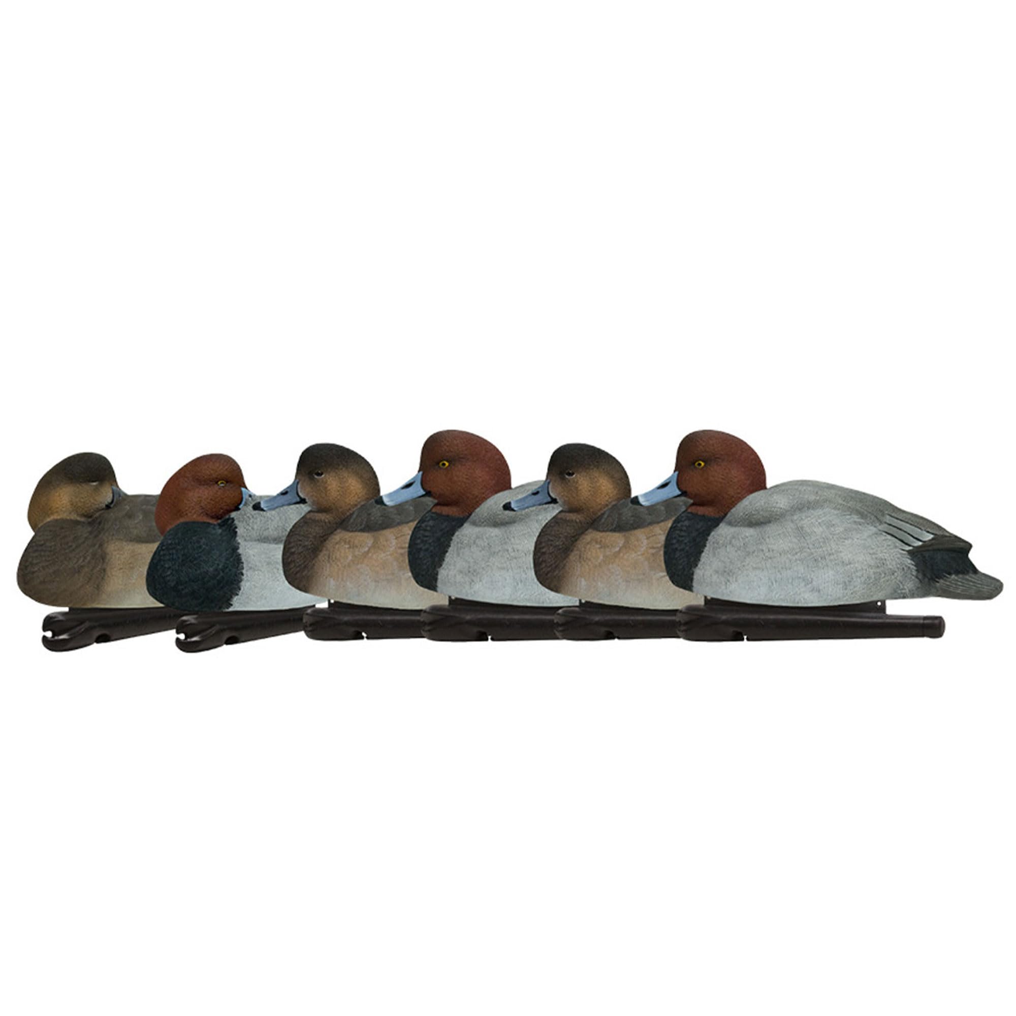 Avian-X Canvasback open-water decoy in natural stance for attracting divers.