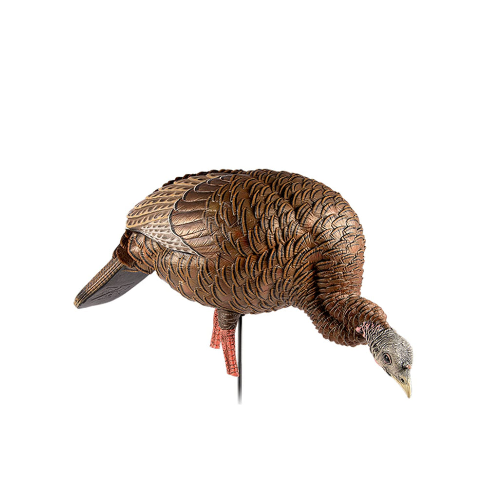 Avian-X HDR Feeding Hen turkey decoy in field setup with stake for stability