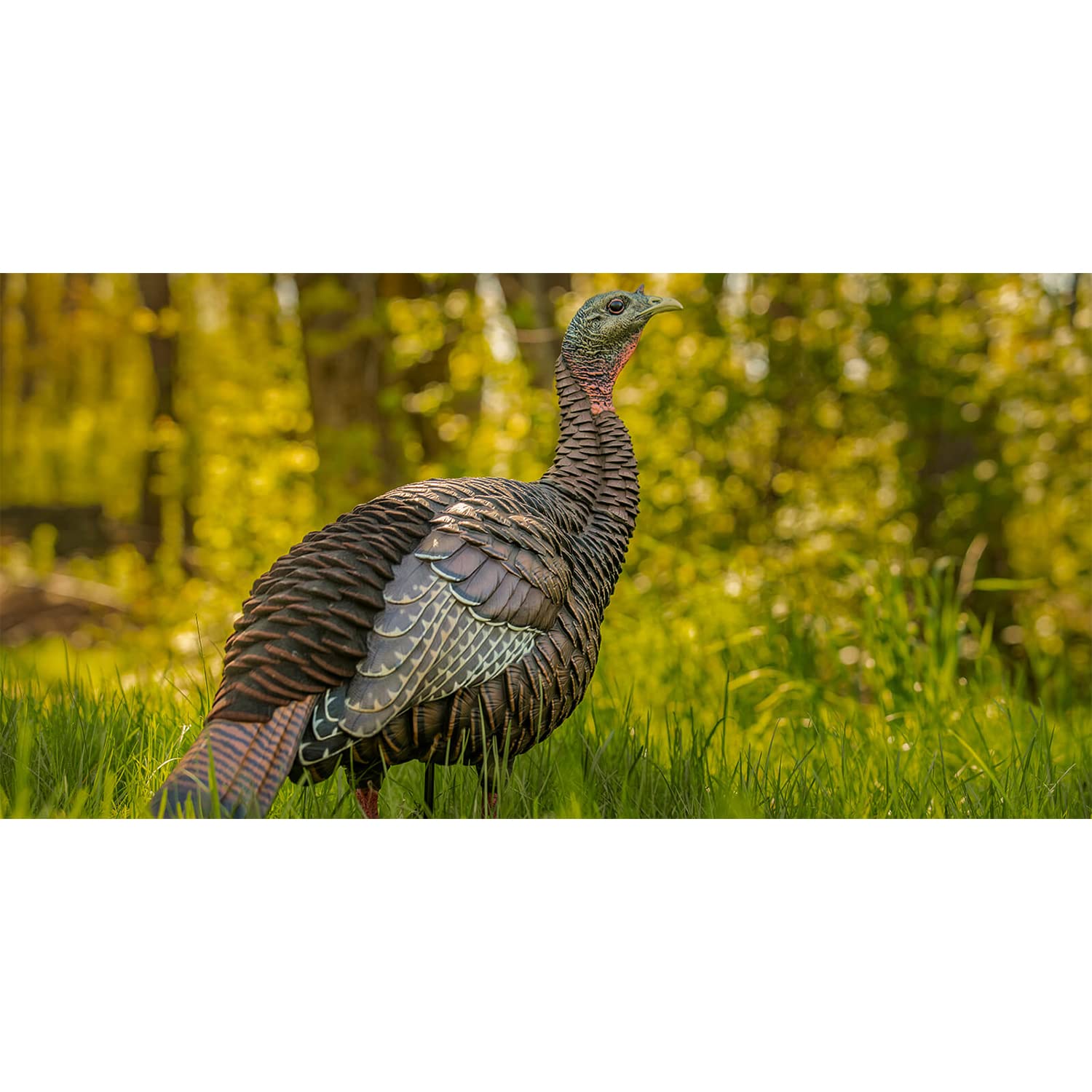 Avian-X HDR Hen Turkey Decoy flocked tail detail adds lifelike texture.