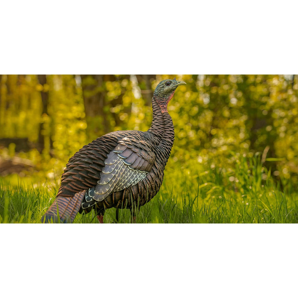 Avian-X HDR Hen Turkey Decoy flocked tail detail adds lifelike texture.