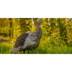 Avian-X HDR Hen Turkey Decoy flocked tail detail adds lifelike texture.