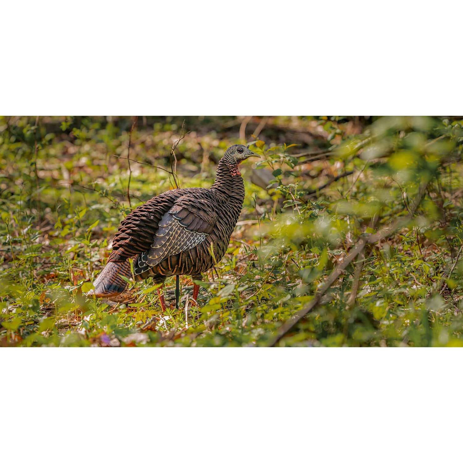 Avian-X HDR Hen Turkey Decoy integrated stake stores in tail for quick setup.