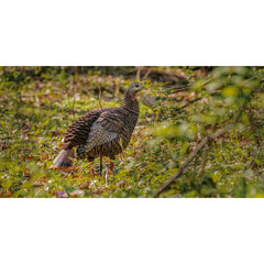 Avian-X HDR Hen Turkey Decoy integrated stake stores in tail for quick setup.