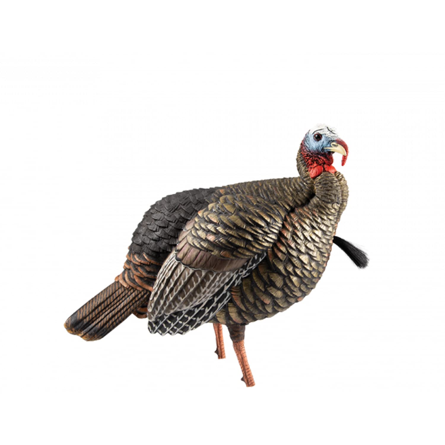 Avian-X HDR Jake turkey decoy in lifelike quarter-strut pose to attract gobblers.