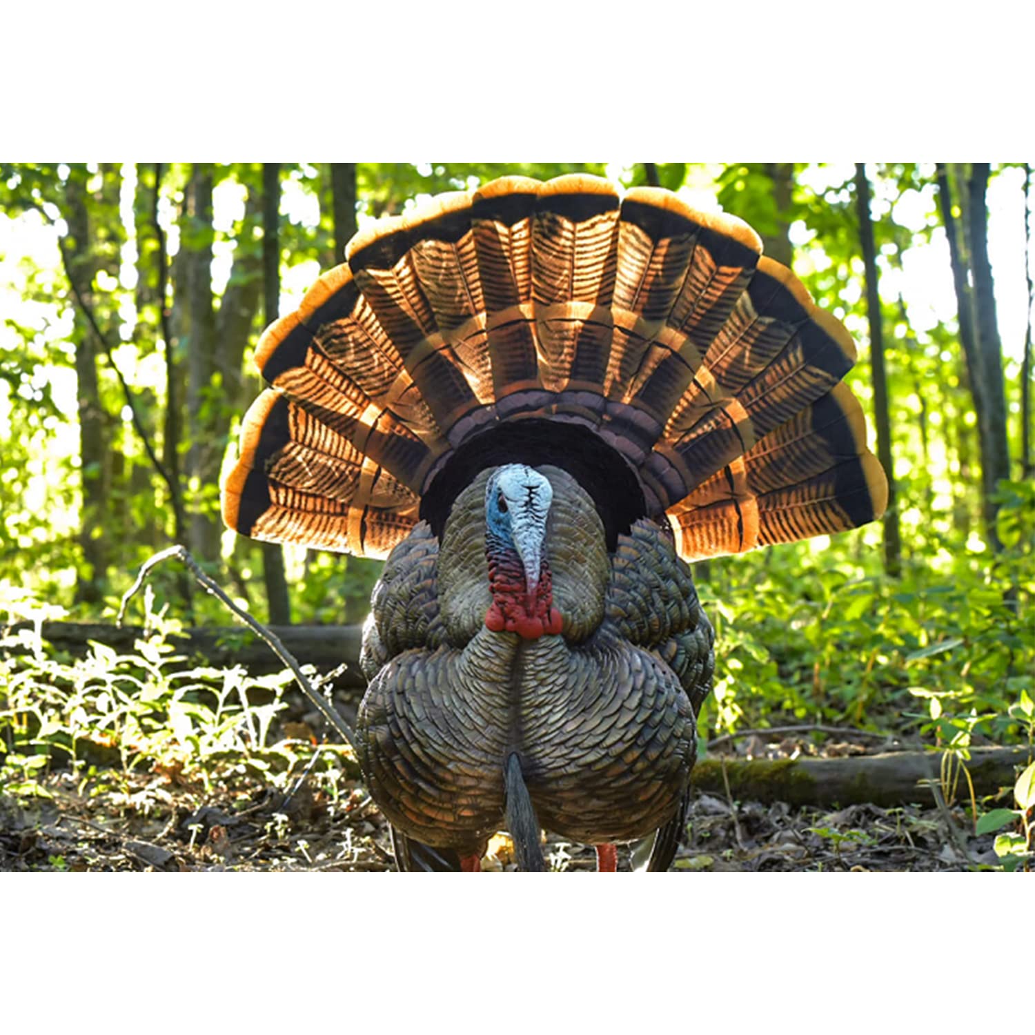 Avian-X HDR Strutter durable blow-molded body withstands season after season