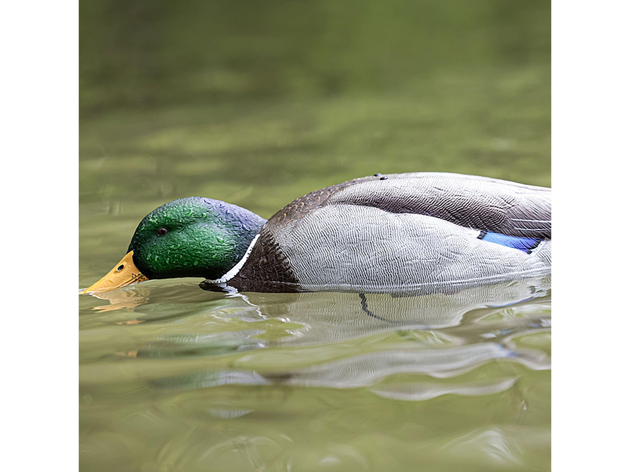 Avian-X five-second cycle provides intermittent feeding action