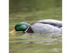 Avian-X five-second cycle provides intermittent feeding action