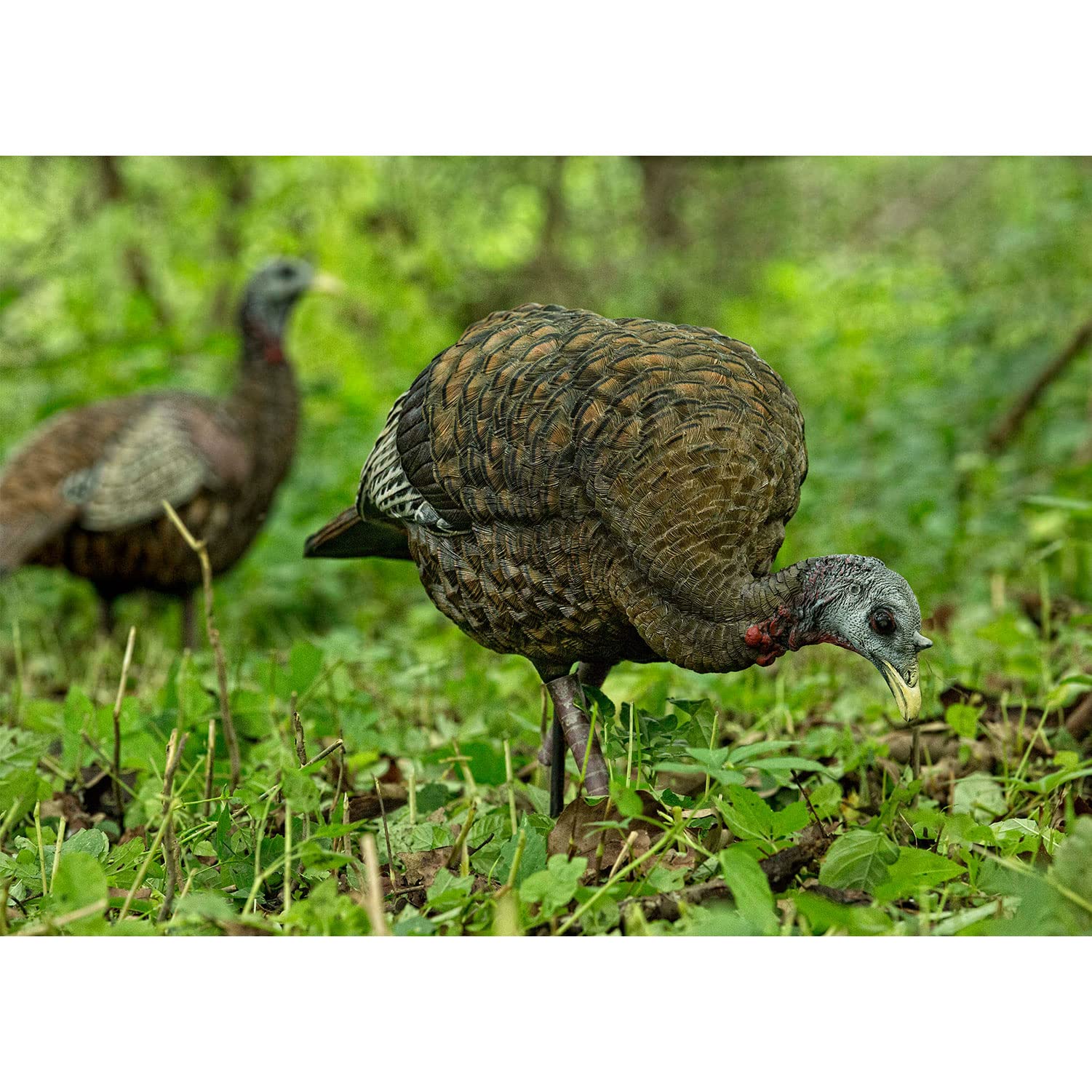 Avian-X LCD Feeder Hen Decoy closeup paint highlights ultra-detailed realism for luring gobblers.