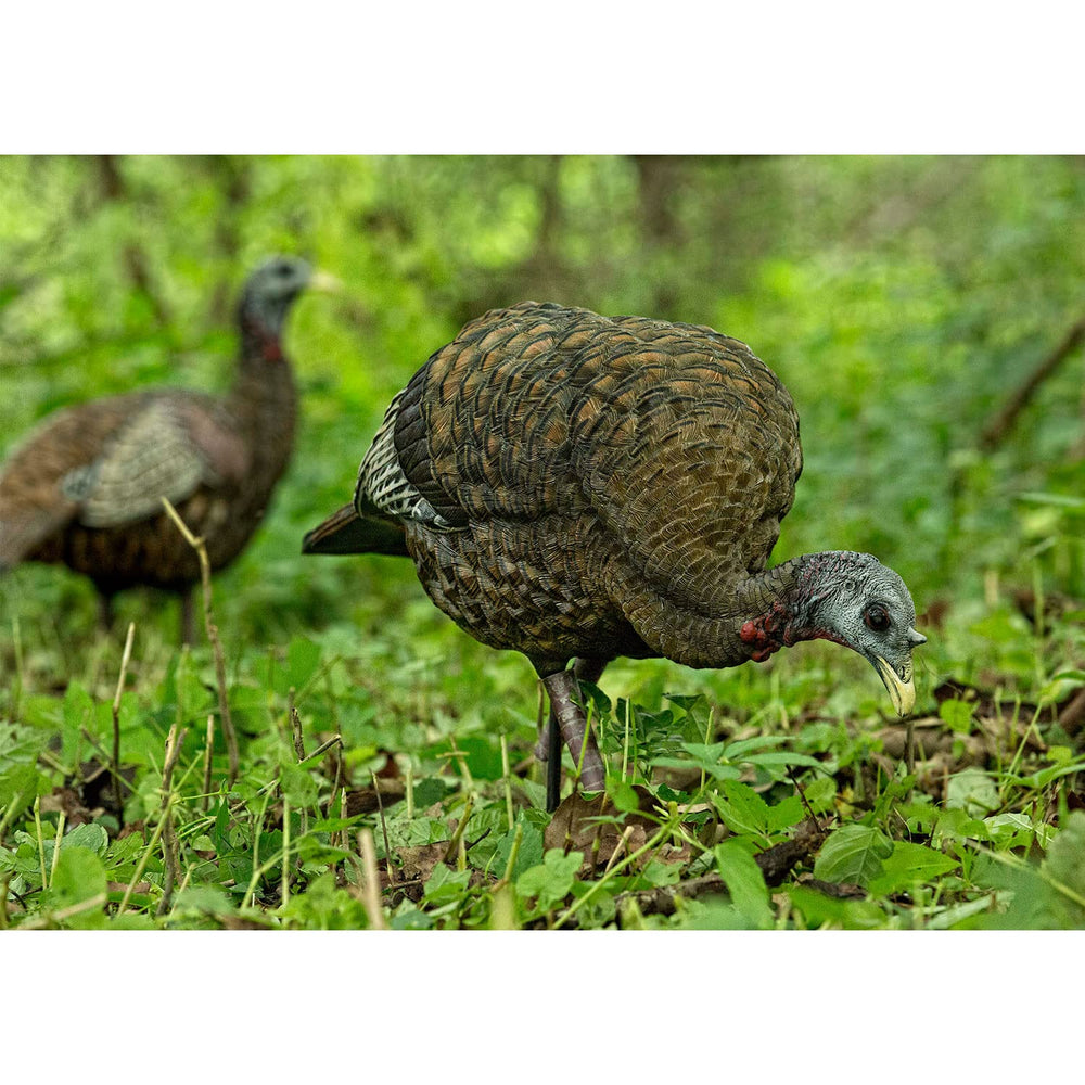 Avian-X LCD Feeder Hen Decoy closeup paint highlights ultra-detailed realism for luring gobblers.