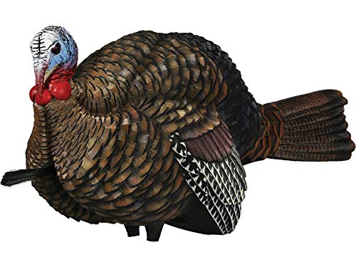Avian-X LCD Half-Strut Jake shows relaxed wings for natural fighting scenarios