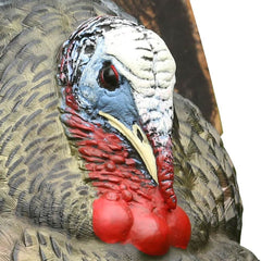Avian-X LCD Strutter displays a dominant-posture stance that draws in wary gobblers.