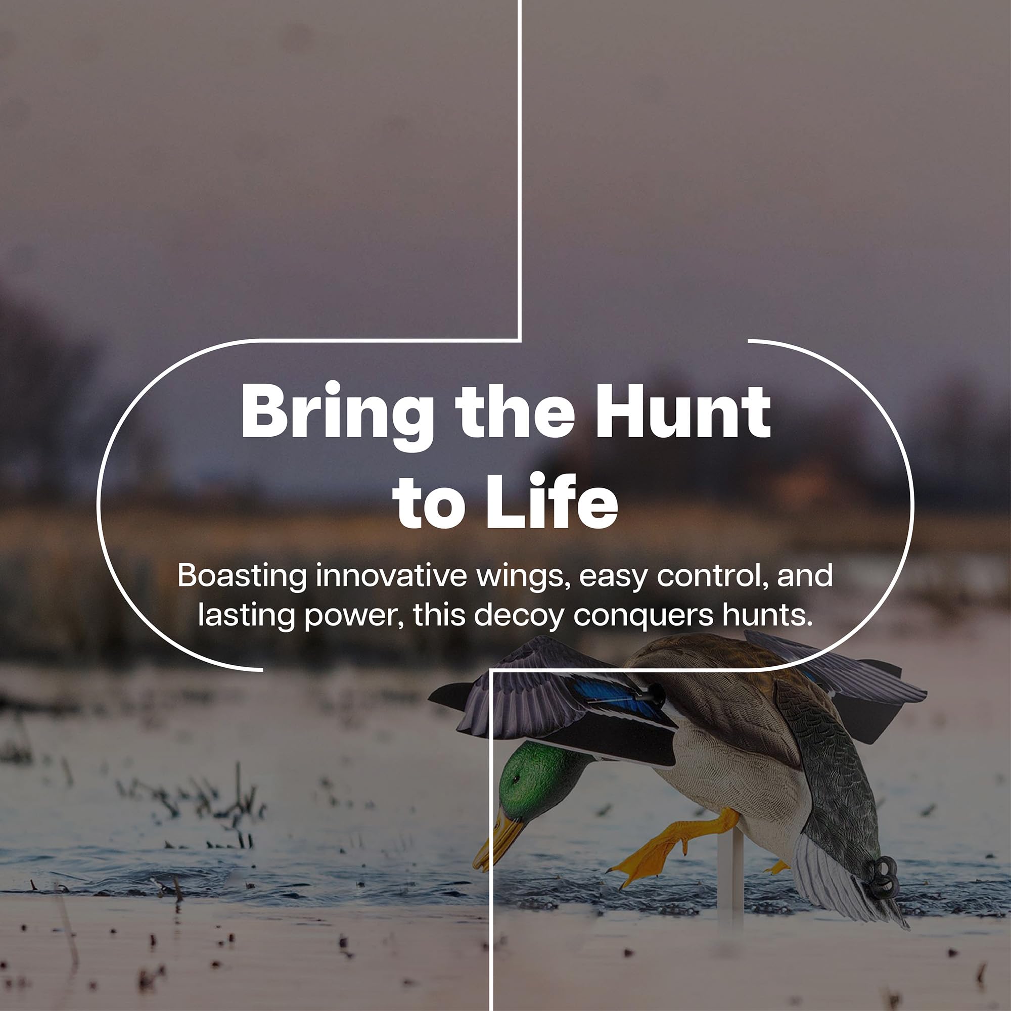 Avian-X PowerFlight Mallard decoy spread on marsh creates convincing lure.