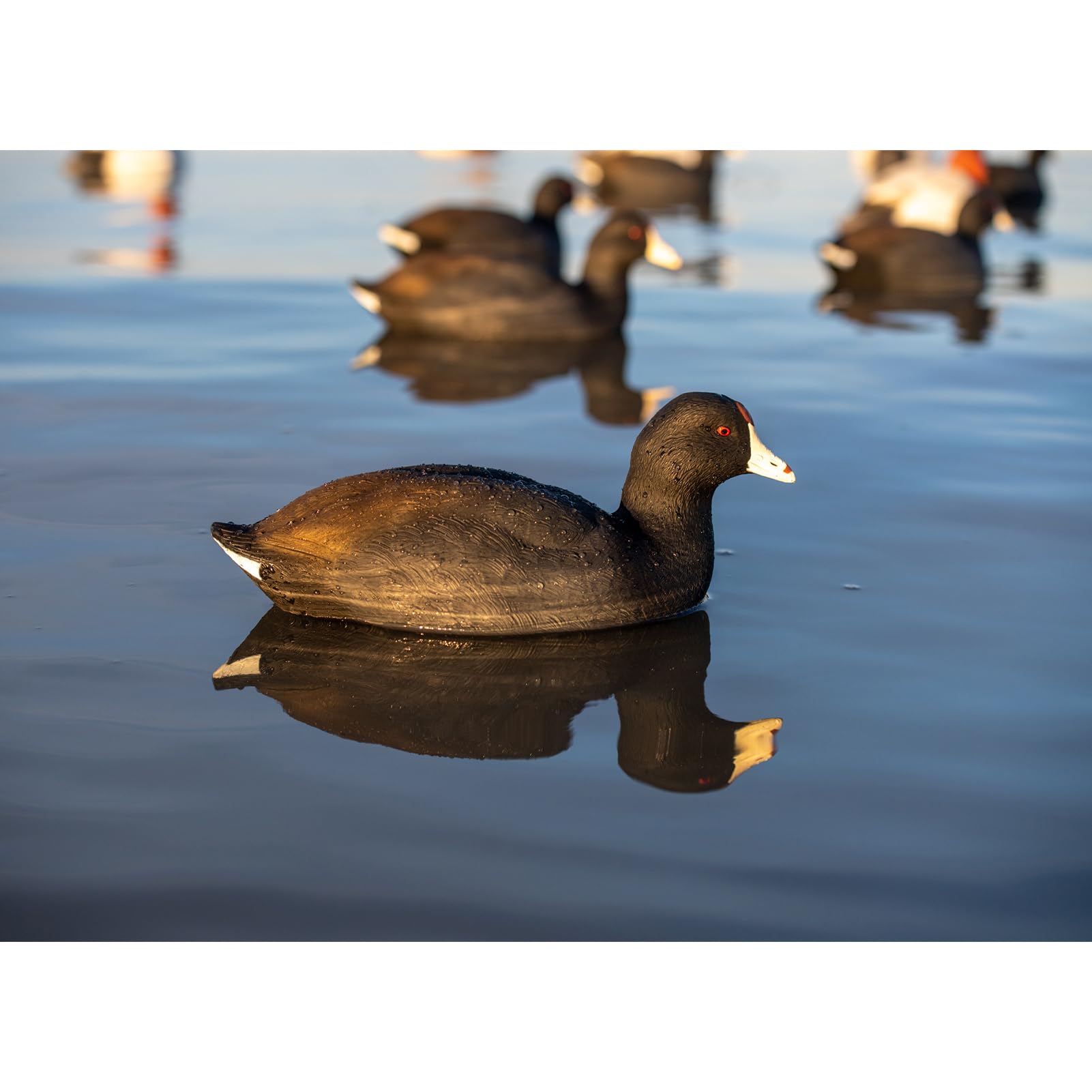 Avian X Top Flight Coot decoy comes in a 6-pack for versatile spreads.