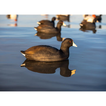 Avian X Top Flight Coot decoy comes in a 6-pack for versatile spreads.
