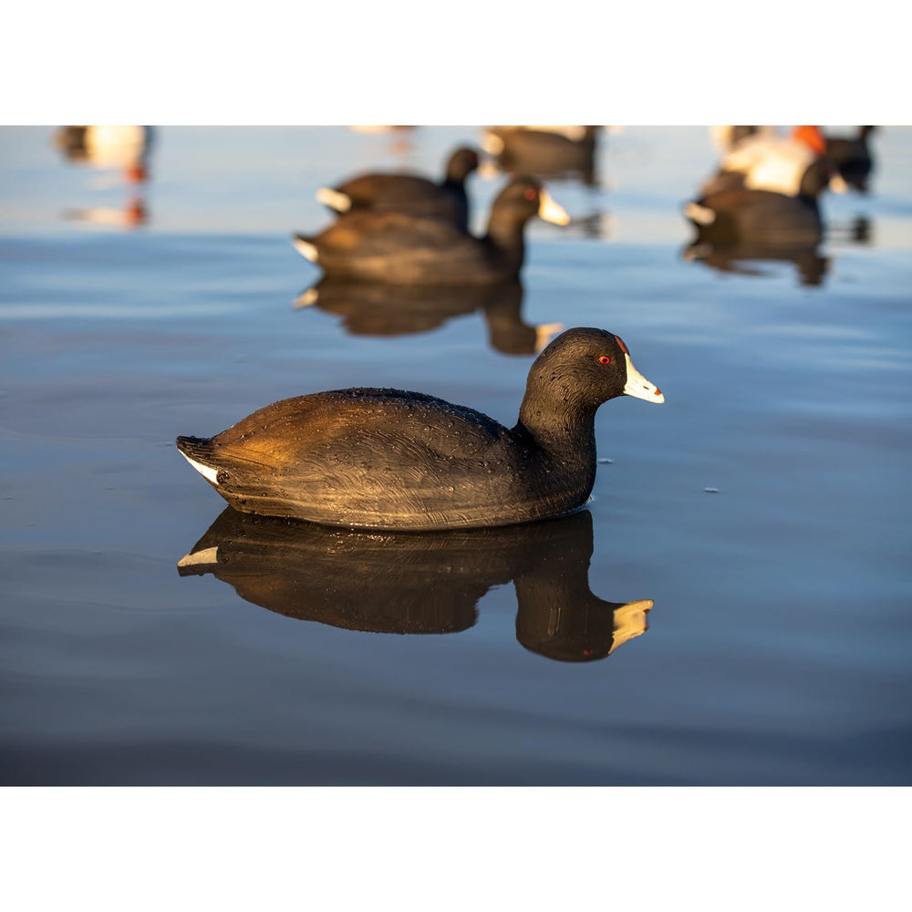 Avian X Top Flight Coot decoy comes in a 6-pack for versatile spreads.