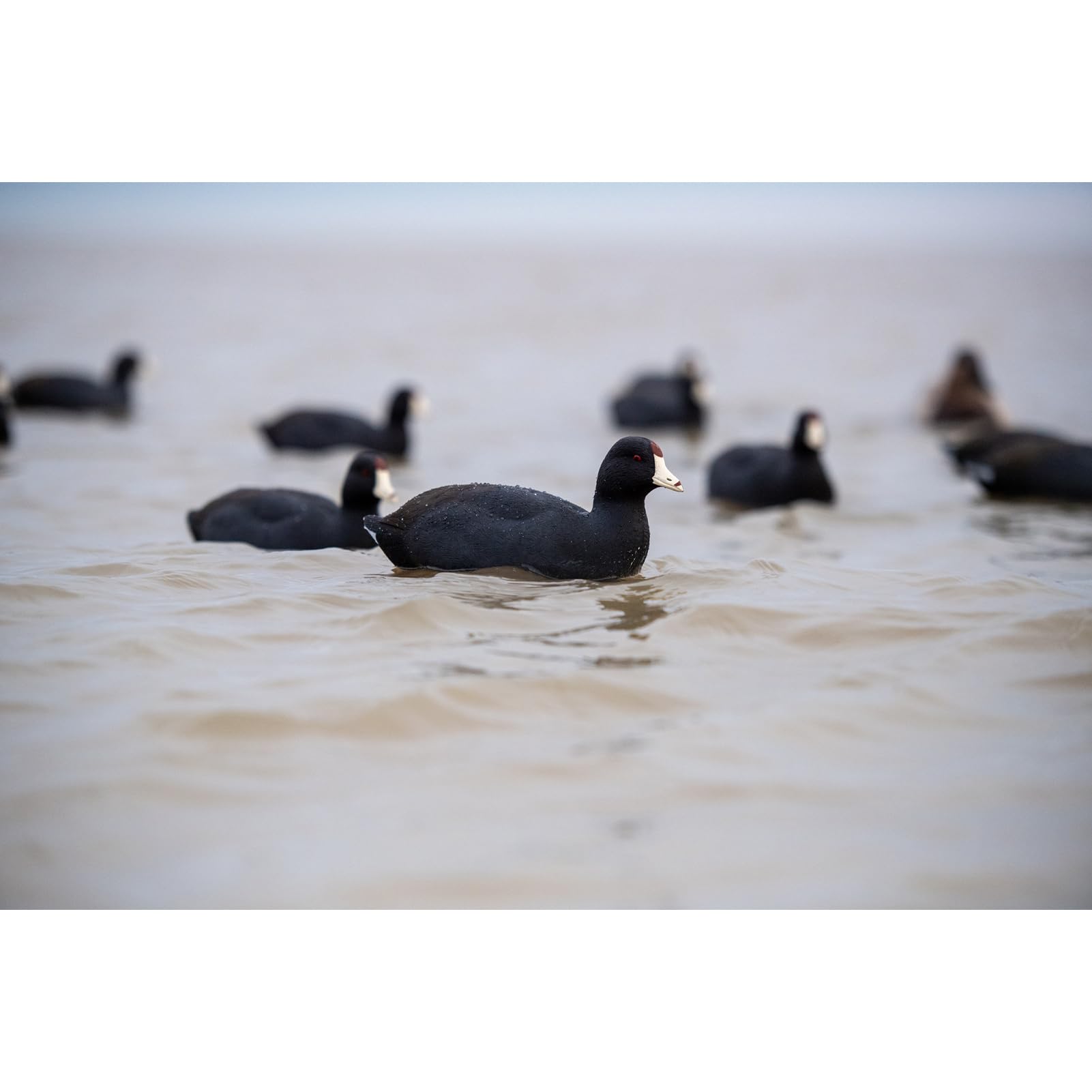 Avian X Top Flight Coot decoy delivers open-water stability and lifelike movement.