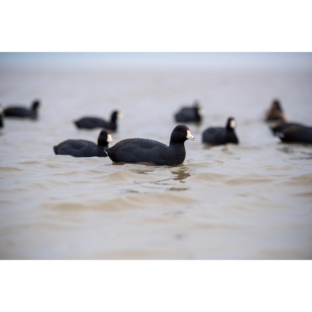 Avian X Top Flight Coot decoy delivers open-water stability and lifelike movement.
