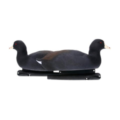 Avian X Top Flight Coot decoy shows perfect anatomy to attract wary birds.