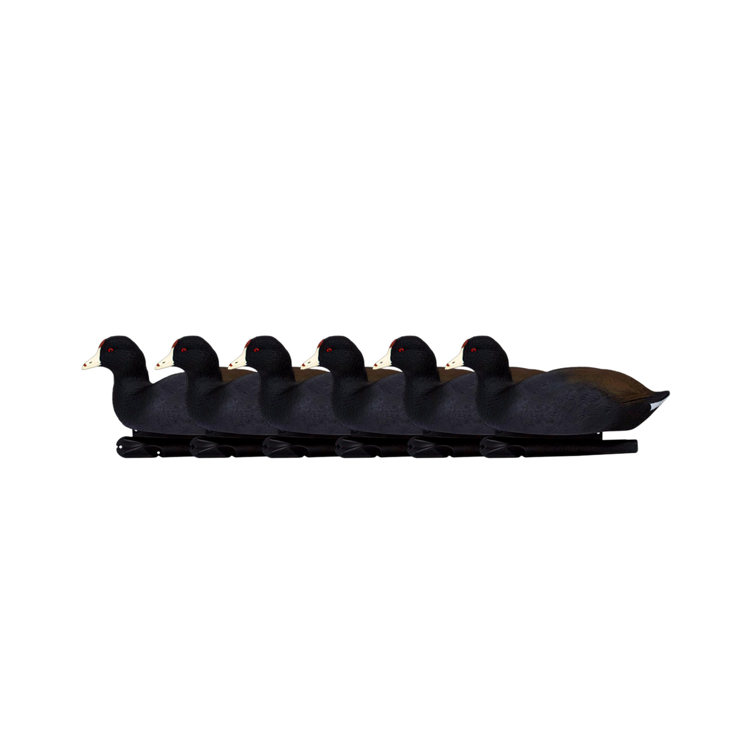 Avian X Top Flight Coot decoy with ultra-realistic paint blends with real waterfowl.