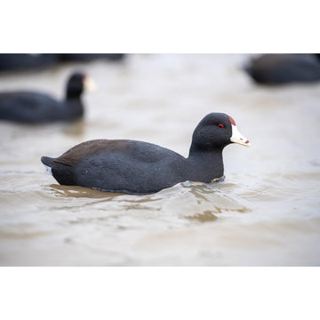 Avian X Top Flight Coot decoy features a weight-forward keel for stability.