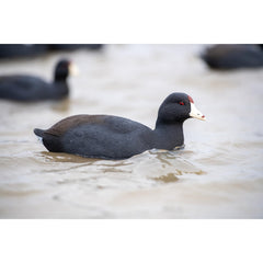 Avian X Top Flight Coot decoy features a weight-forward keel for stability.