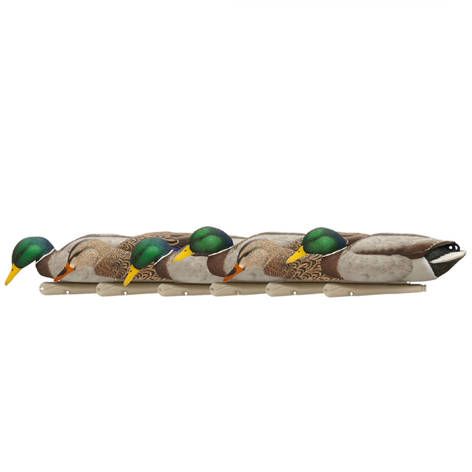 Avian-X Topflight Backwater Mallards decoys, front view, six-pack, realistic lure for waterfowl.