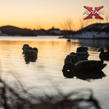 Avian-X feeder decoys in pond scene show mixed drakes and hens.