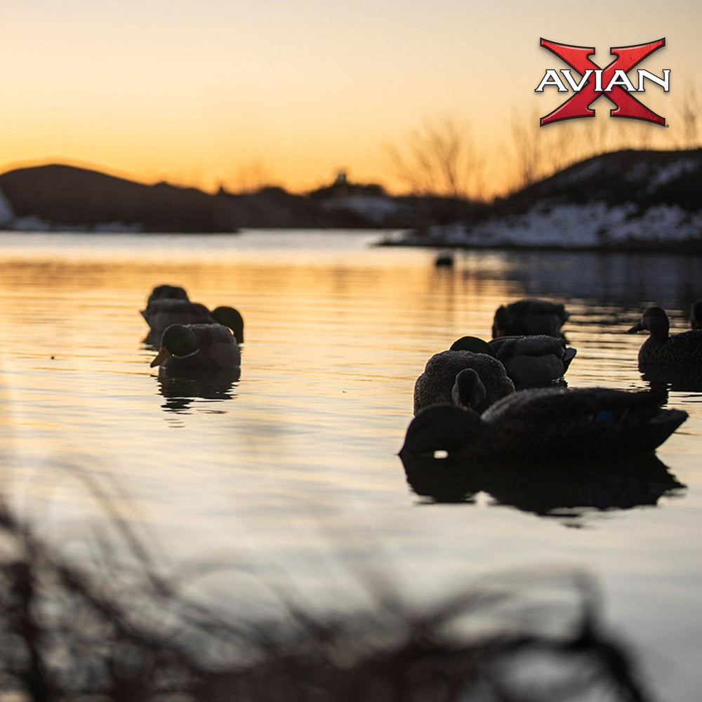 Avian-X feeder decoys in pond scene show mixed drakes and hens.