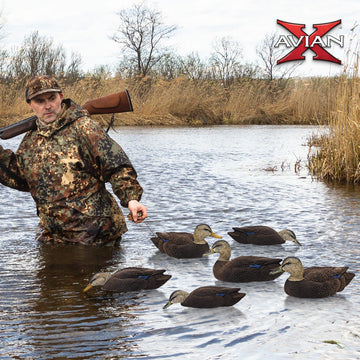 Avian-X Topflight Black Duck Decoy High-Head Hen demonstrates natural profile in a flock.