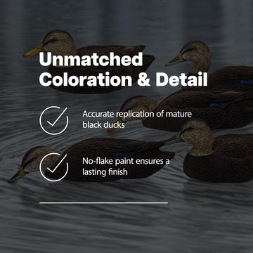 Avian-X Topflight Black Duck Decoy Swimmer Hen capturing lifelike movement in water.